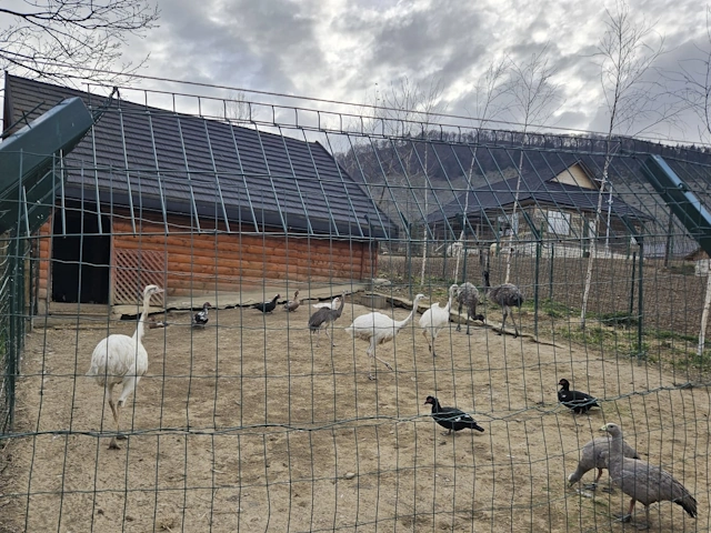 zooparc emu
